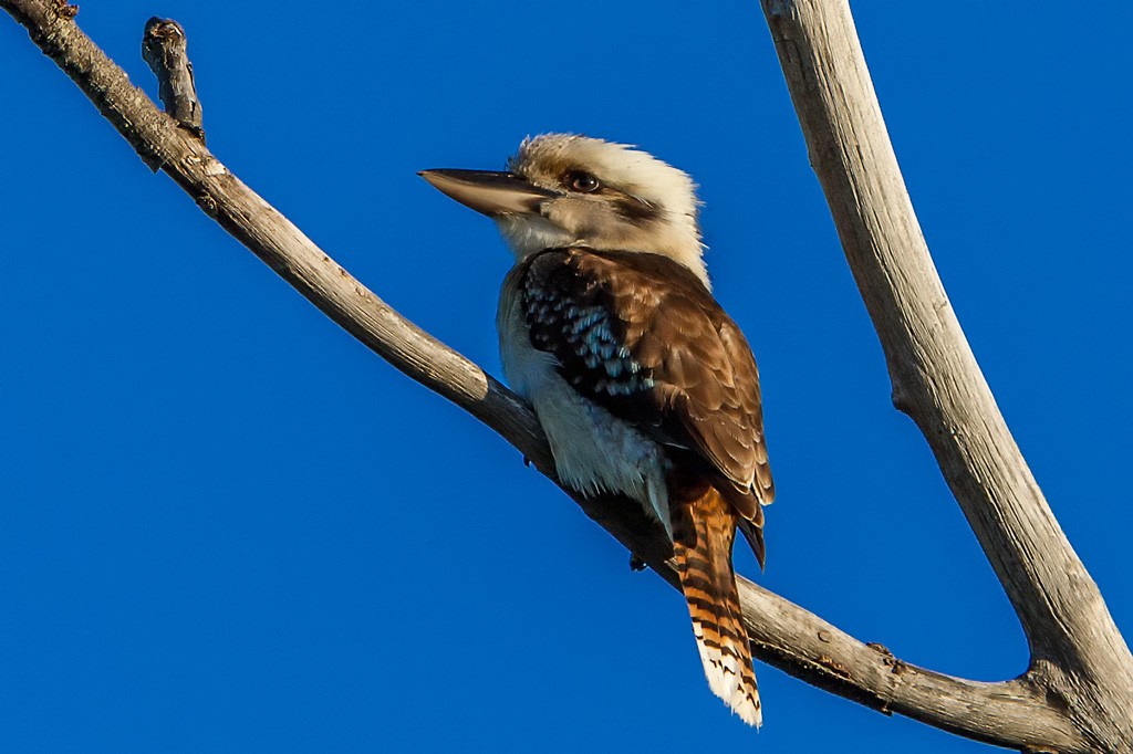 Click image for larger version

Name:	Another Kooka.jpg
Views:	50
Size:	135.4 KB
ID:	461585