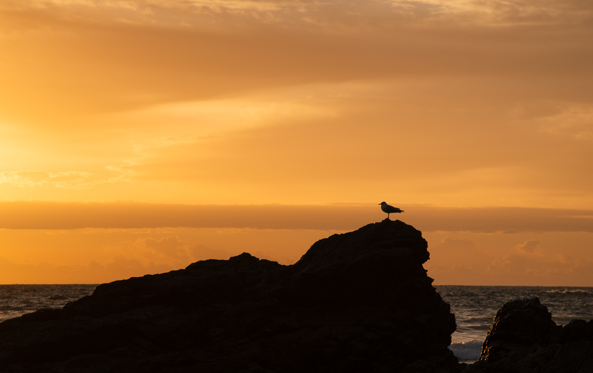 Click image for larger version

Name:	20240726_Coffs_Harbour_0194.jpg
Views:	75
Size:	220.8 KB
ID:	508958