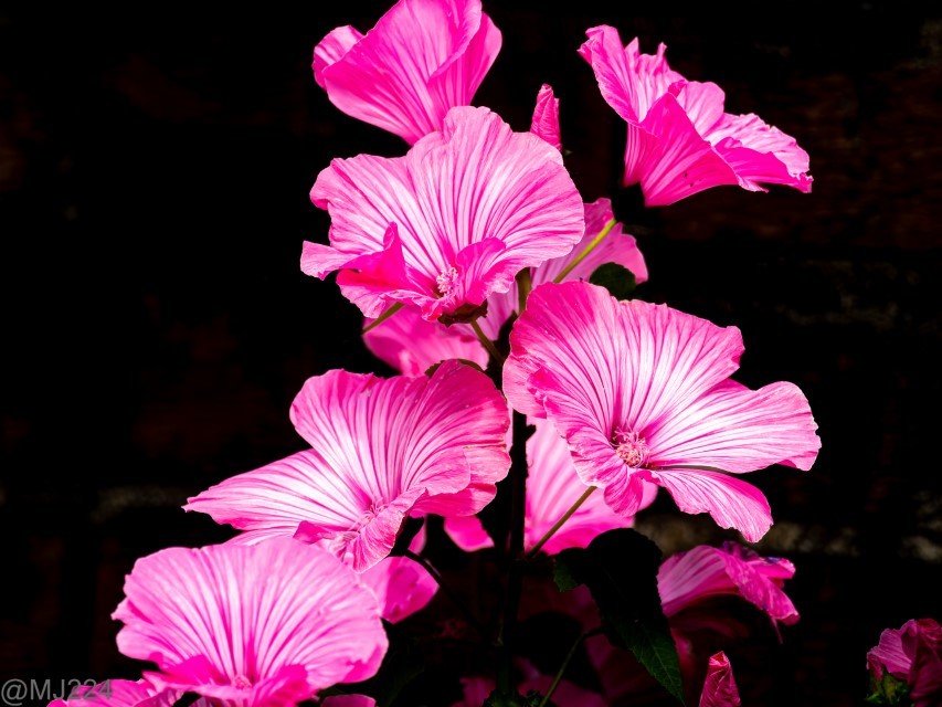 Click image for larger version

Name:	P7286058-ORF-DxO_DeepPRIME XD2 (Custom).jpg
Views:	93
Size:	171.5 KB
ID:	508977
