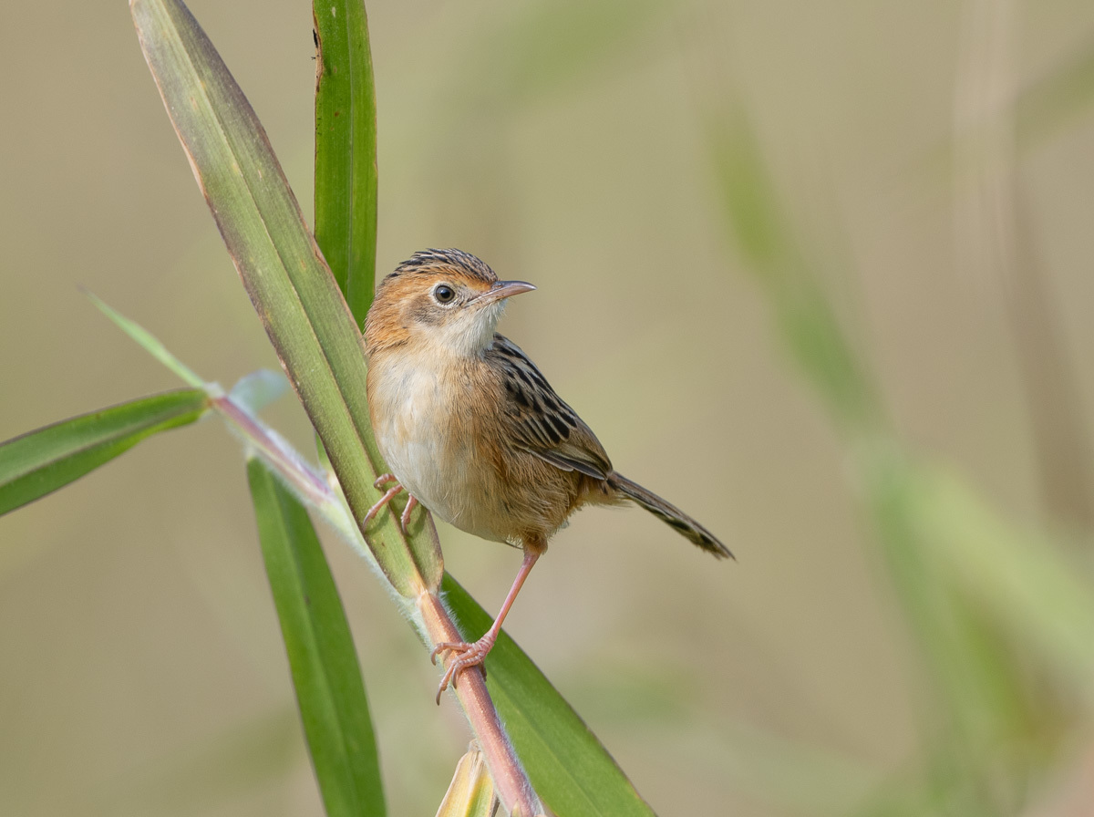 Click image for larger version

Name:	20240809_Eagleby_Wetlands_0078.jpg
Views:	87
Size:	222.5 KB
ID:	509098