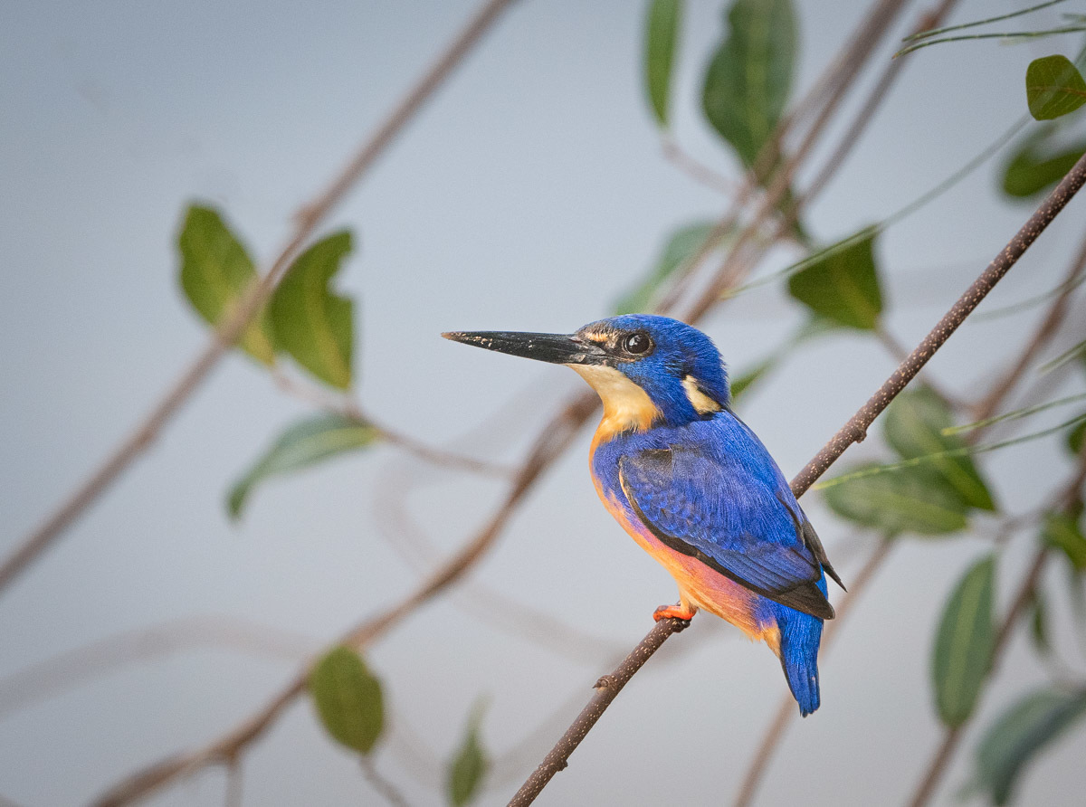 Click image for larger version

Name:	20240809_Eagleby_Wetlands_0019.jpg
Views:	71
Size:	256.0 KB
ID:	509099