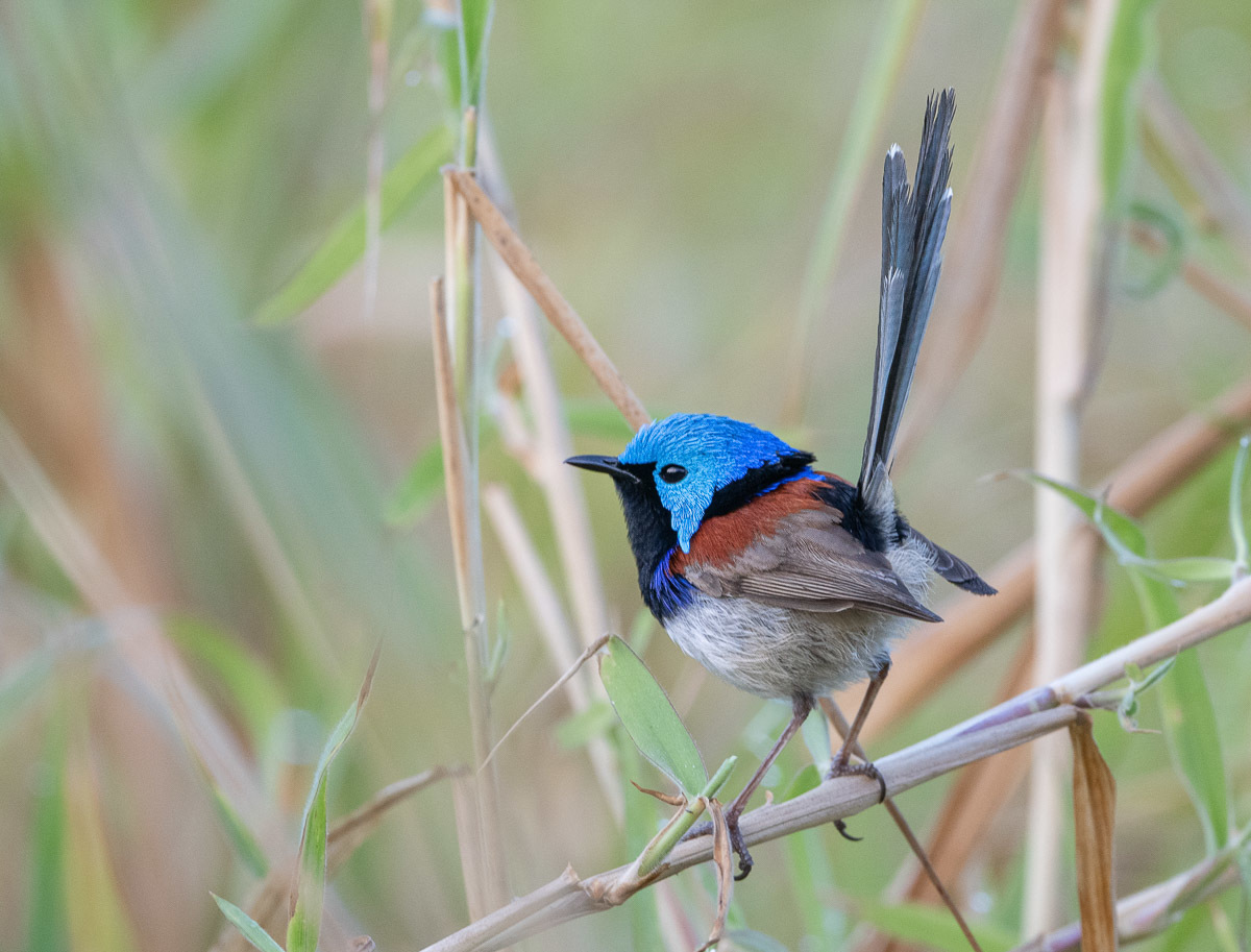 Click image for larger version

Name:	20240809_Eagleby_Wetlands_0001-Edit.jpg
Views:	73
Size:	276.4 KB
ID:	509100