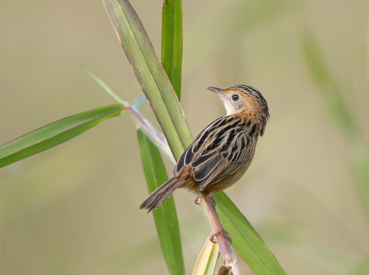 Click image for larger version

Name:	20240809_Eagleby_Wetlands_0064.jpg
Views:	72
Size:	238.3 KB
ID:	509101