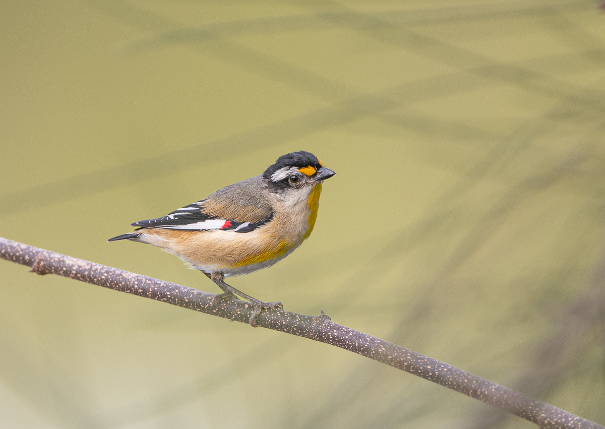 Click image for larger version

Name:	20240809_Eagleby_Wetlands_0051.jpg
Views:	72
Size:	260.9 KB
ID:	509102