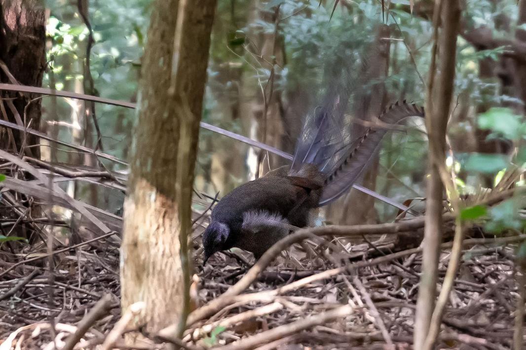 Click image for larger version

Name:	Lyrebird.jpg
Views:	115
Size:	124.5 KB
ID:	478629