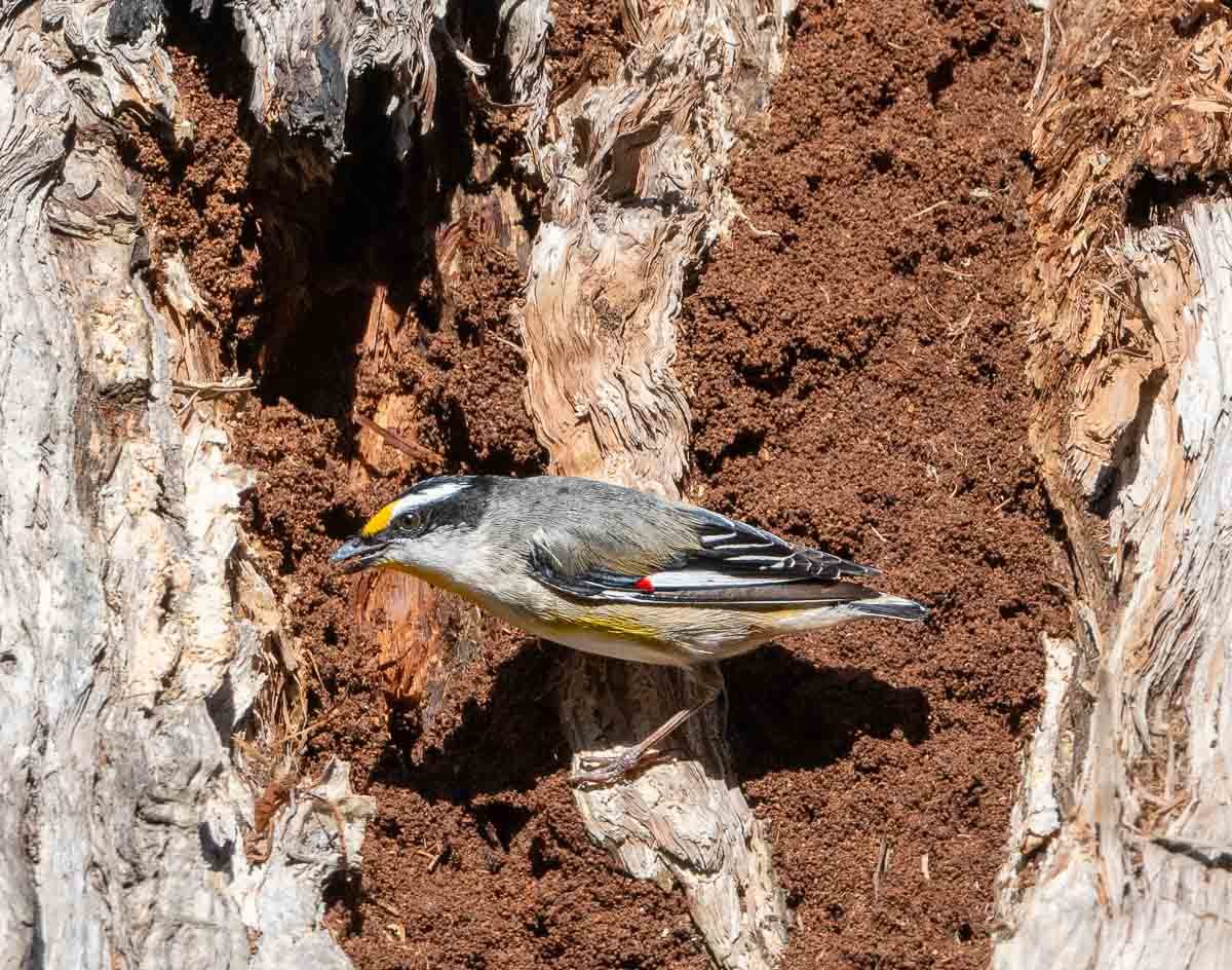 Click image for larger version

Name:	20240817_Eaagleby_Wetlands_0051.jpg
Views:	55
Size:	271.1 KB
ID:	509334