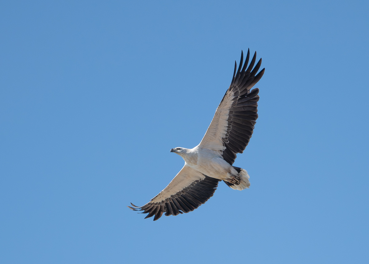 Click image for larger version

Name:	20240902_Deepwater_NP_0113-Enhanced-NR.jpg
Views:	42
Size:	255.7 KB
ID:	509825