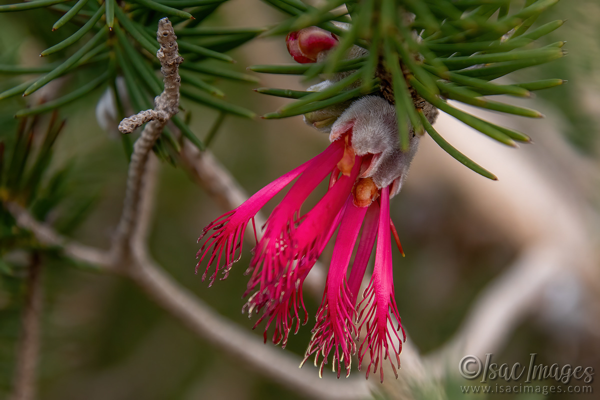 Click image for larger version

Name:	7691-One_Sided_Callistemon-SPROUTING.jpg
Views:	40
Size:	290.1 KB
ID:	509890