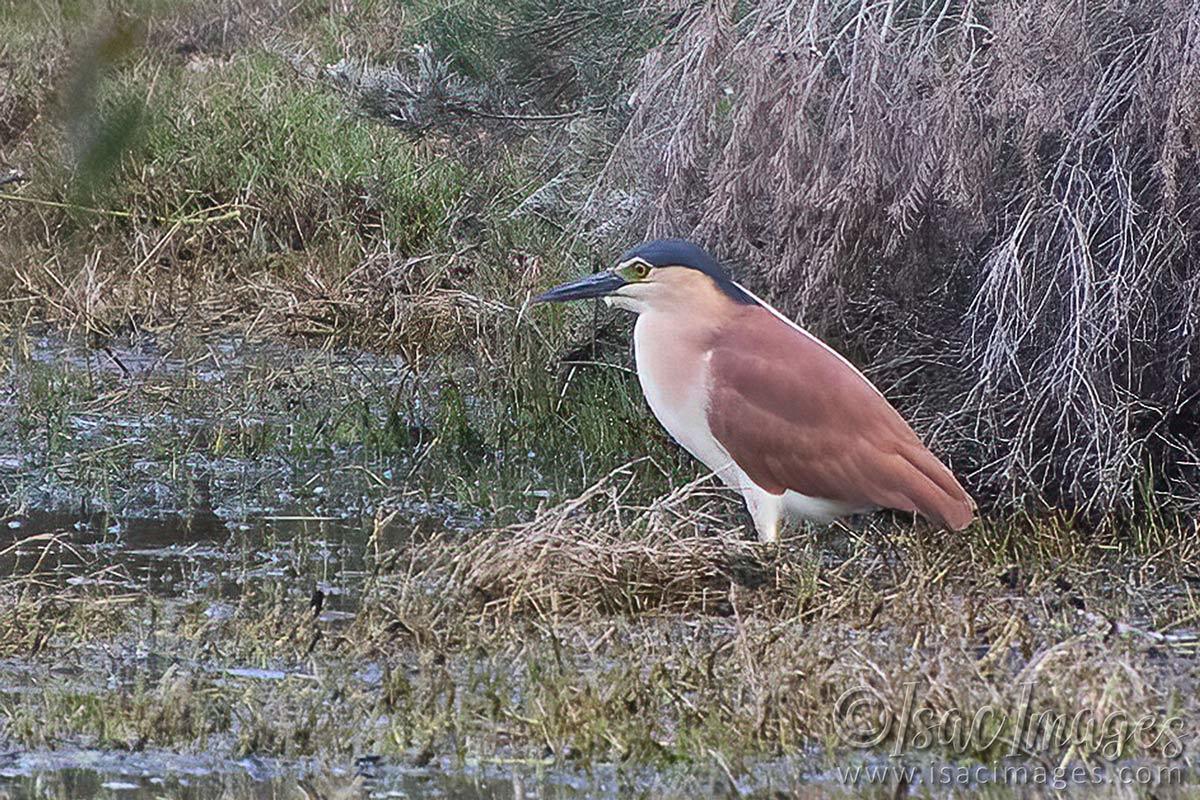 Click image for larger version

Name:	8118-Rufous_Nankeen_Night_Heron.jpg
Views:	49
Size:	285.1 KB
ID:	509933