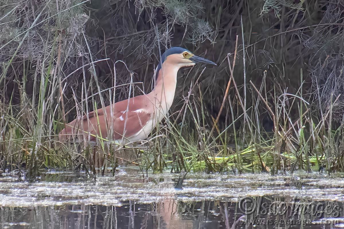 Click image for larger version

Name:	8089-Rufous_Nankeen_Night_Heron.jpg
Views:	39
Size:	285.8 KB
ID:	509934