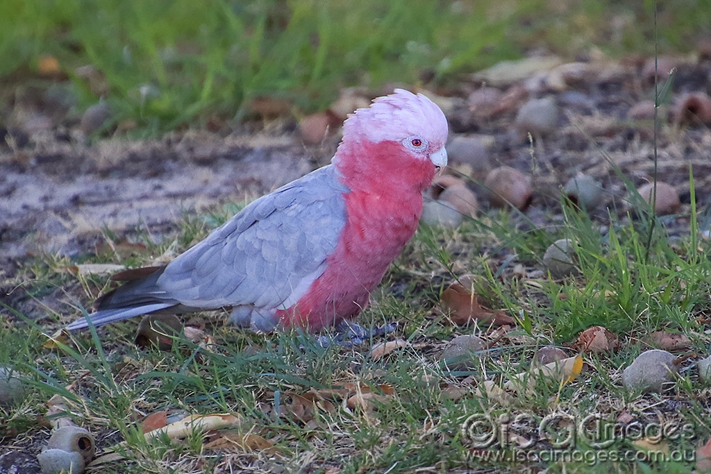 Click image for larger version

Name:	6190-Pink_&amp;_Grey.jpg
Views:	107
Size:	543.3 KB
ID:	476620