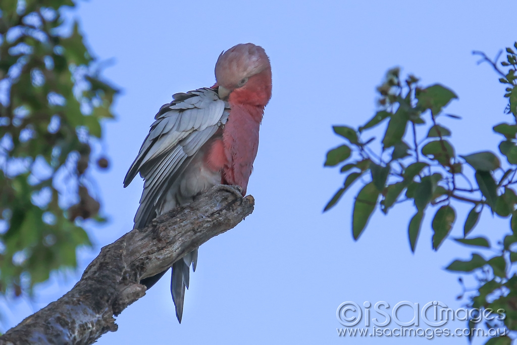Click image for larger version

Name:	6478-Pink_&amp;_Grey.jpg
Views:	144
Size:	372.2 KB
ID:	476618