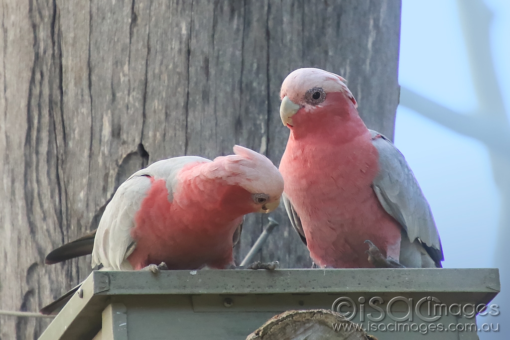 Click image for larger version

Name:	6629-Pink_&amp;_Greys.jpg
Views:	118
Size:	368.0 KB
ID:	476621