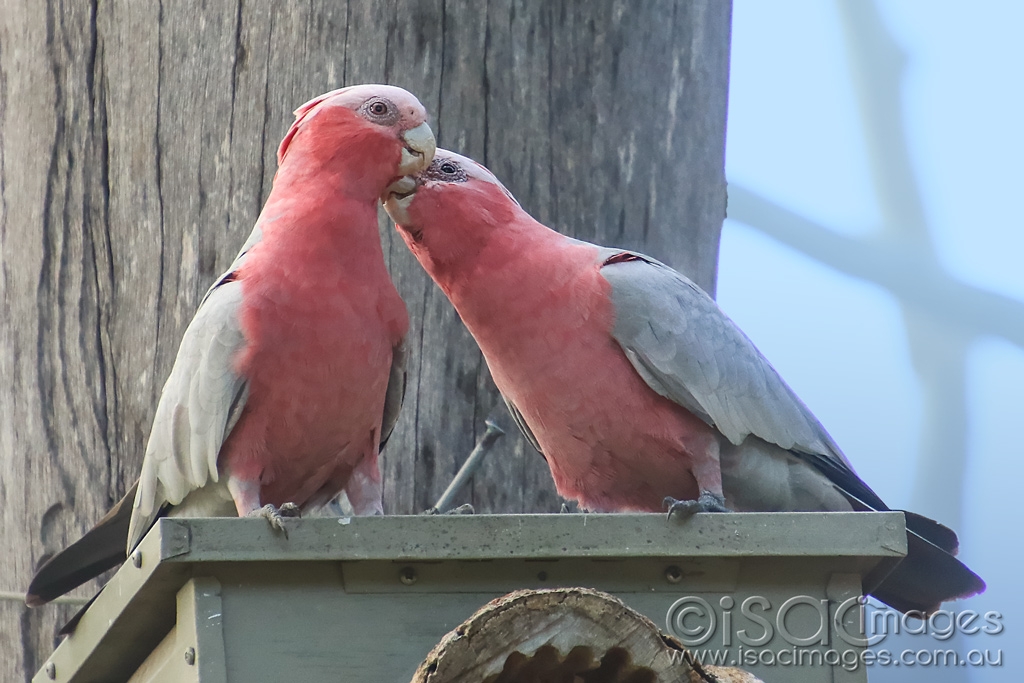 Click image for larger version

Name:	6634-Pink_&amp;_Greys.jpg
Views:	111
Size:	380.7 KB
ID:	476619
