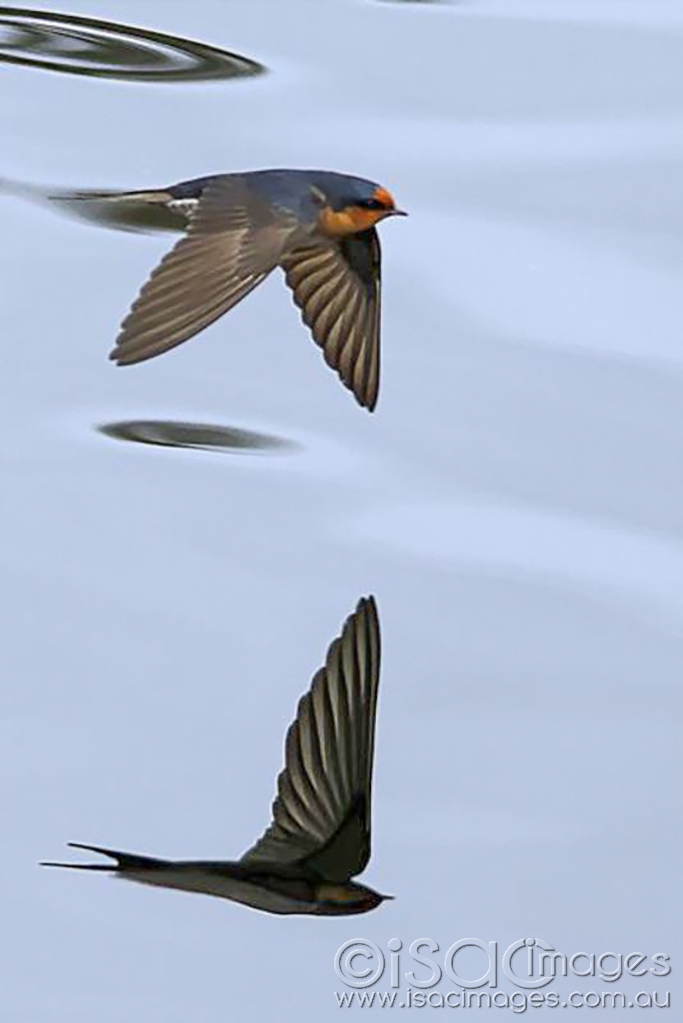Click image for larger version

Name:	Swallow-Reflection.jpg
Views:	117
Size:	206.6 KB
ID:	476641
