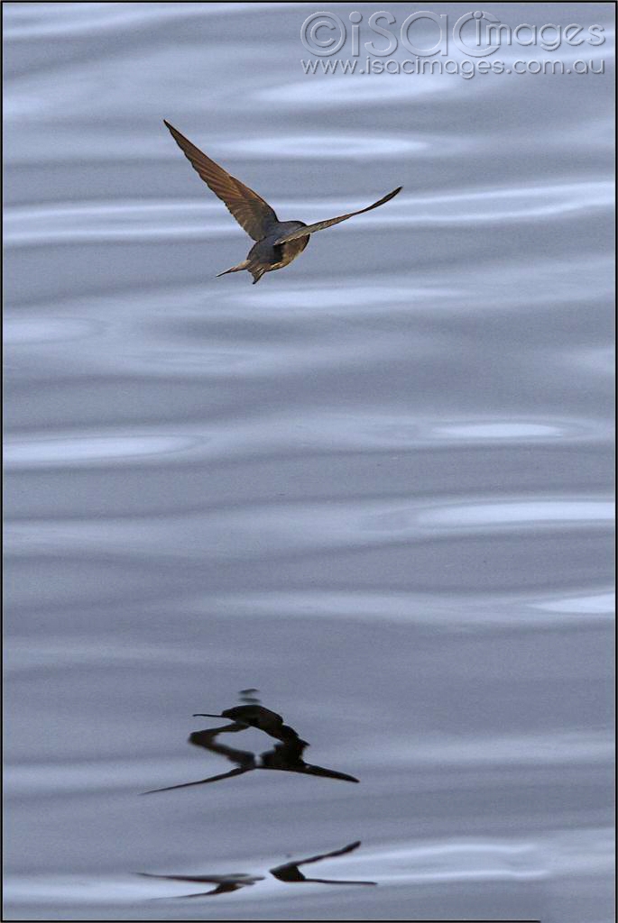 Click image for larger version

Name:	Swallow-Reflection-1_685x1024.jpg
Views:	86
Size:	274.5 KB
ID:	476640