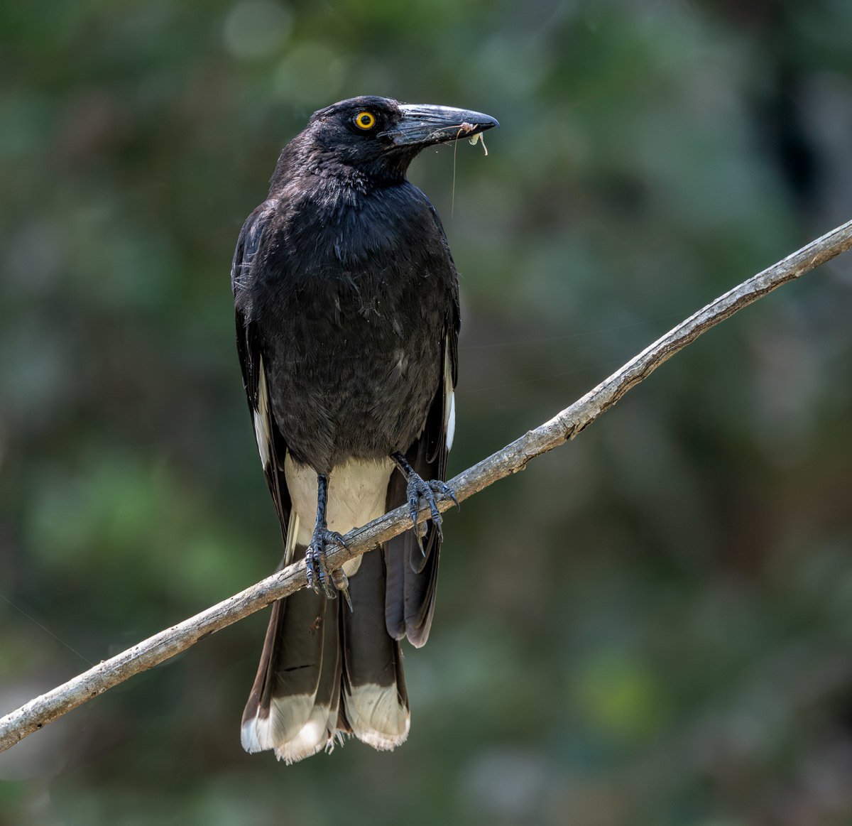 Click image for larger version

Name:	20241019_Eagleby_Wetlands_0023-Enhanced-NR-Edit.jpg
Views:	52
Size:	244.4 KB
ID:	510248