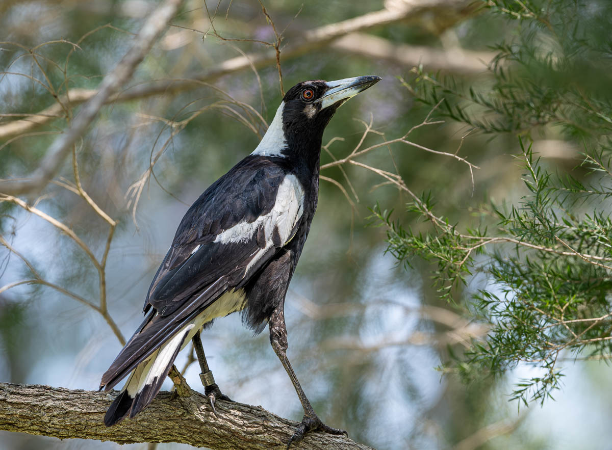 Click image for larger version

Name:	20241019_Eagleby_Wetlands_0044.jpg
Views:	45
Size:	265.5 KB
ID:	510249