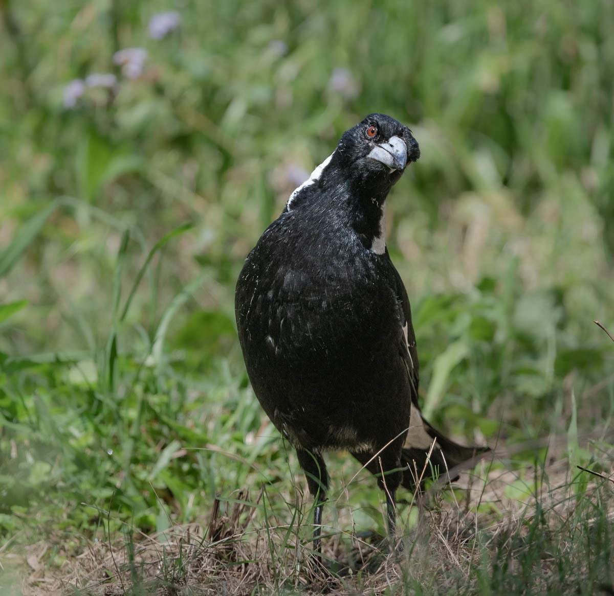 Click image for larger version

Name:	20241019_Eagleby_Wetlands_0012.jpg
Views:	42
Size:	251.9 KB
ID:	510250