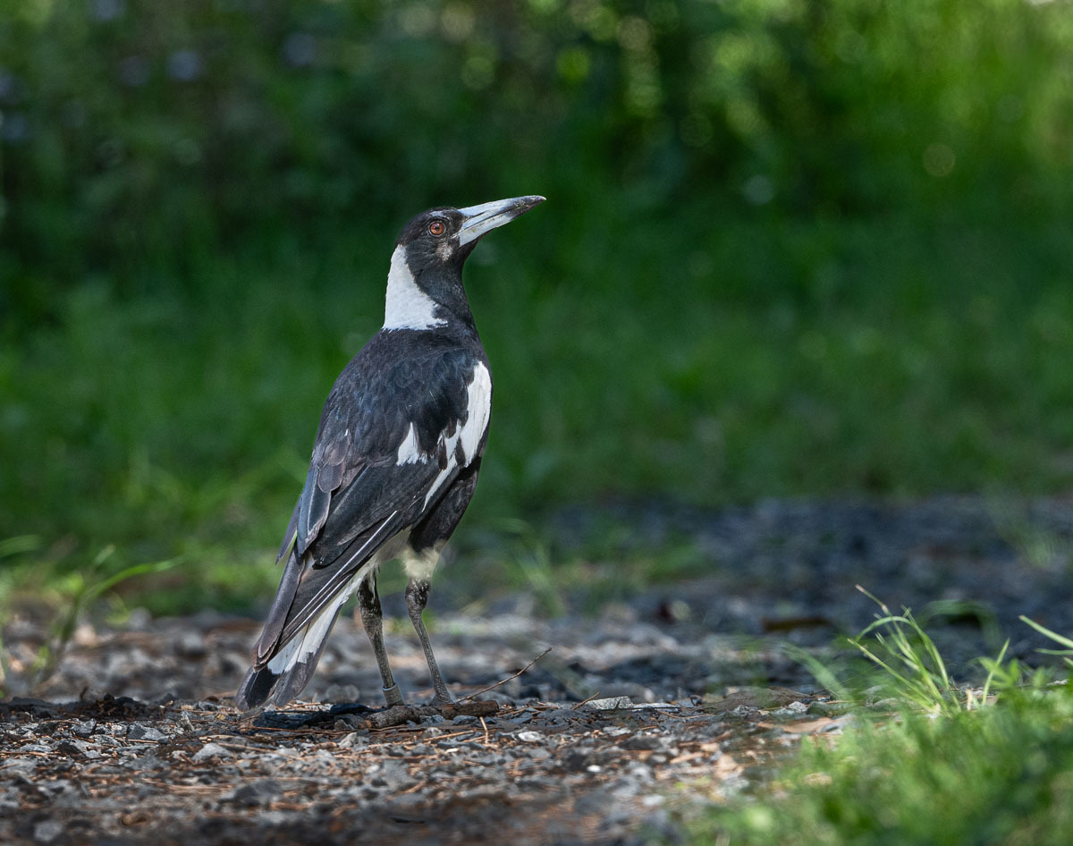 Click image for larger version

Name:	20241019_Eagleby_Wetlands_0042.jpg
Views:	39
Size:	251.0 KB
ID:	510251