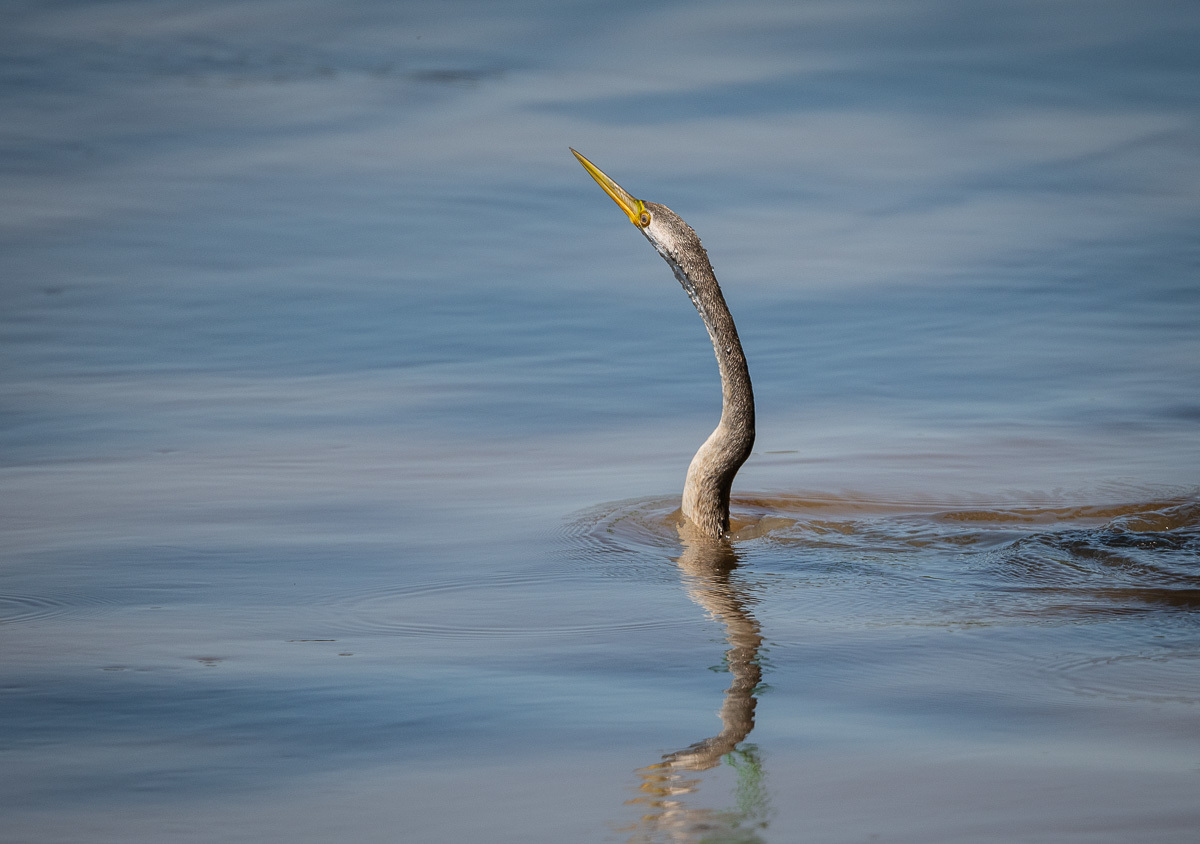 Click image for larger version

Name:	20241019_Eagleby_Wetlands_0055.jpg
Views:	43
Size:	240.6 KB
ID:	510252
