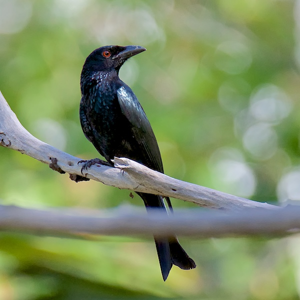 Click image for larger version

Name:	DSC_6542.jpg
Views:	48
Size:	107.5 KB
ID:	421506