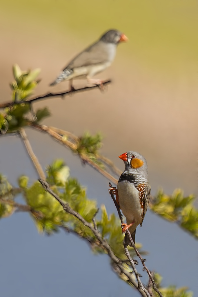 Click image for larger version

Name:	Zebra Finch.jpg
Views:	32
Size:	182.7 KB
ID:	406794