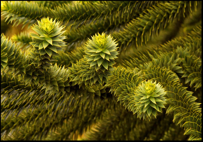 Click image for larger version

Name:	Monkey-tree-3.jpg
Views:	31
Size:	161.2 KB
ID:	435546
