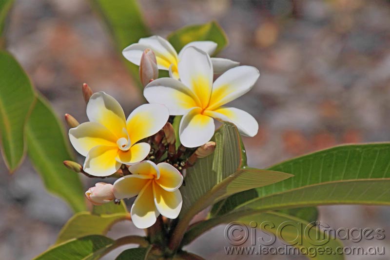Click image for larger version

Name:	Frangipani--1.jpg
Views:	15
Size:	46.6 KB
ID:	436423