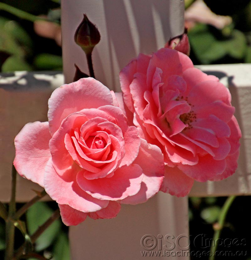 Click image for larger version

Name:	Pink--Roses.jpg
Views:	15
Size:	78.1 KB
ID:	436424