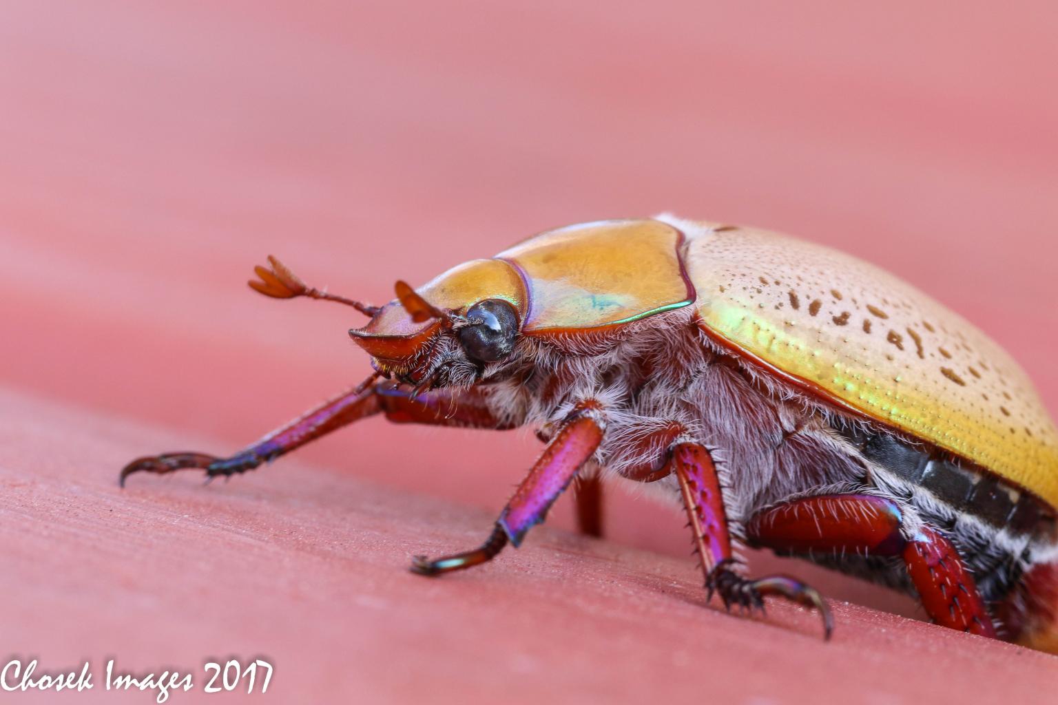 Click image for larger version

Name:	bug.jpg
Views:	18
Size:	122.2 KB
ID:	437063