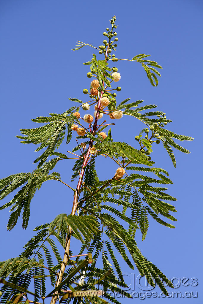 Click image for larger version

Name:	Tree-ID-1.jpg
Views:	532
Size:	199.4 KB
ID:	440454