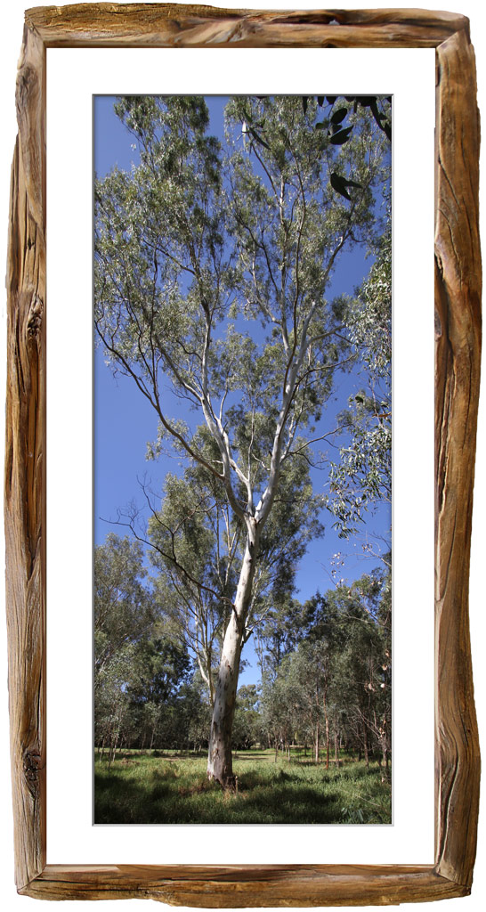 Click image for larger version

Name:	Tree-Framed.jpg
Views:	1365
Size:	199.2 KB
ID:	440451