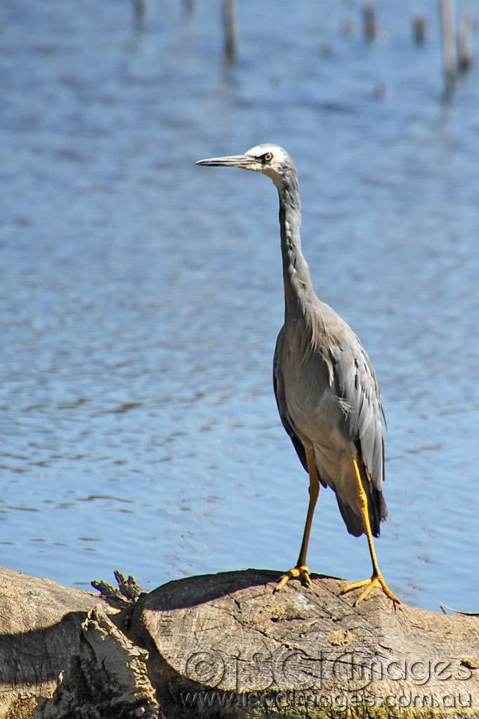 Click image for larger version

Name:	White-Faced-Heron-1.jpg
Views:	578
Size:	84.3 KB
ID:	440453