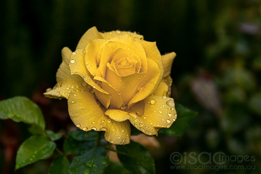 Click image for larger version

Name:	6539-Yellow_Rose-OR.jpg
Views:	62
Size:	383.8 KB
ID:	471081