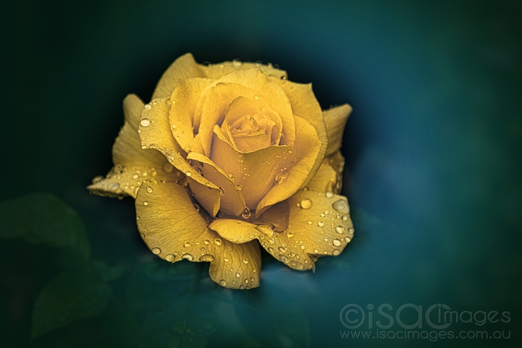 Click image for larger version

Name:	6539-Yellow_Rose.jpg
Views:	71
Size:	314.4 KB
ID:	471058