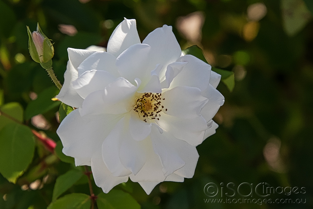 Click image for larger version

Name:	6248-White_Rose.jpg
Views:	38
Size:	361.0 KB
ID:	470862