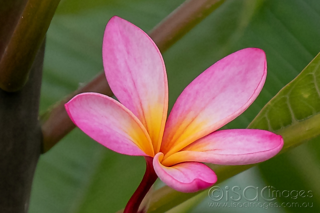 Click image for larger version

Name:	6287-Pink_Frangipani.jpg
Views:	37
Size:	307.8 KB
ID:	470860