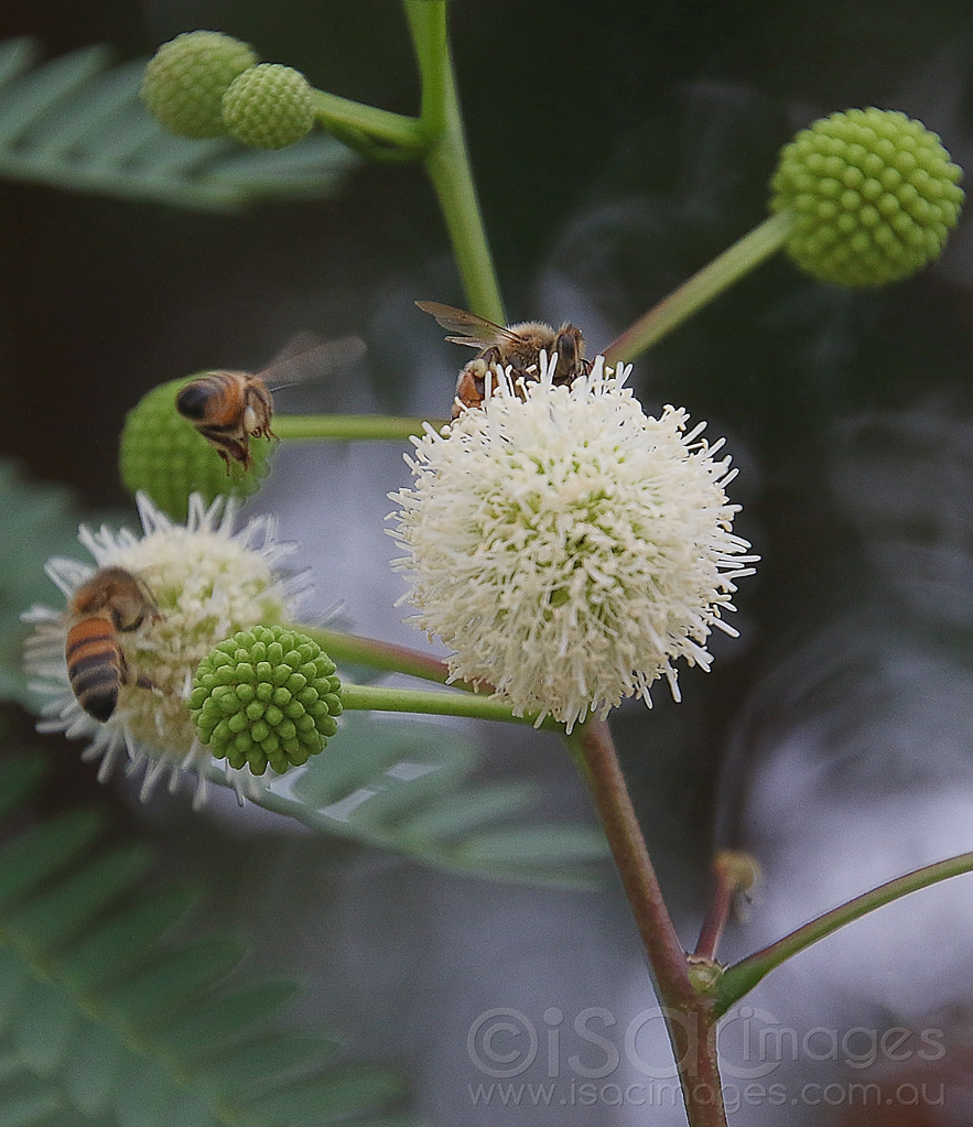 Click image for larger version

Name:	6107-Bee_Leucaena_leucocephala.jpg
Views:	60
Size:	538.8 KB
ID:	470985