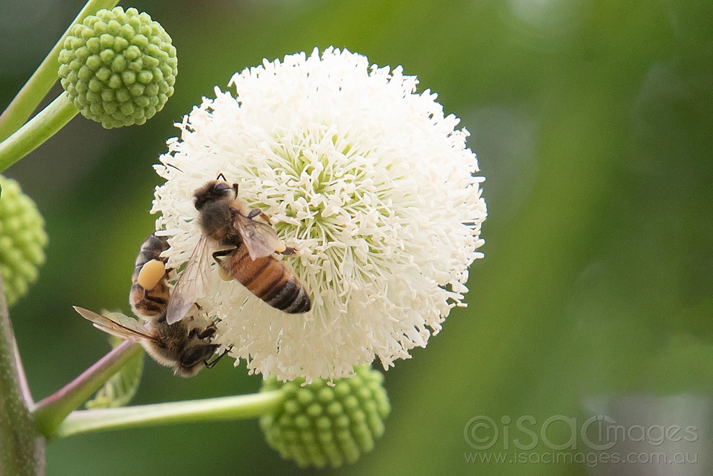 Click image for larger version

Name:	6096-Bees_Leucaena_leucocephala.jpg
Views:	64
Size:	458.1 KB
ID:	470984