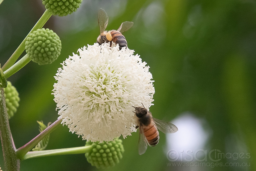 Click image for larger version

Name:	6091-Bees_Leucaena_leucocephala.jpg
Views:	54
Size:	474.3 KB
ID:	470983