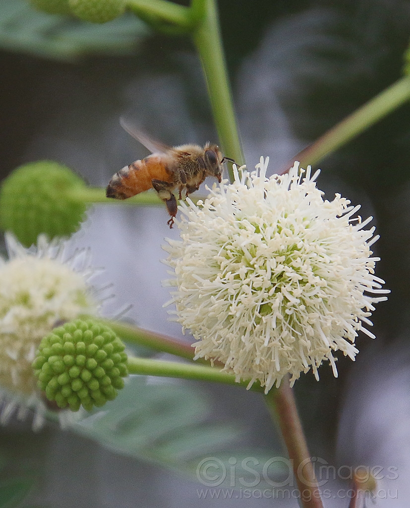 Click image for larger version

Name:	6110-Bee_Leucaena_leucocephala.jpg
Views:	58
Size:	507.0 KB
ID:	470986