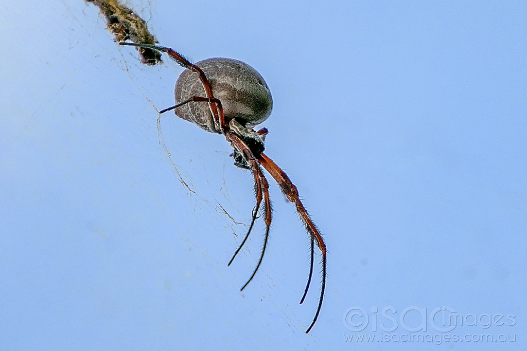 Click image for larger version

Name:	6530-Golden_Orb_Spider.jpg
Views:	45
Size:	374.5 KB
ID:	471060
