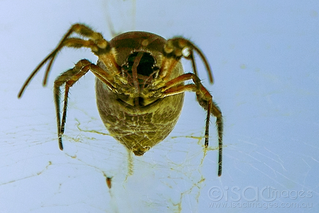 Click image for larger version

Name:	6523-Golden_Orb_Spider.jpg
Views:	37
Size:	398.2 KB
ID:	471061