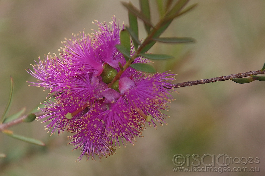 Click image for larger version

Name:	7968-Pink_Bottlebrush-copy.jpg
Views:	44
Size:	442.5 KB
ID:	472572