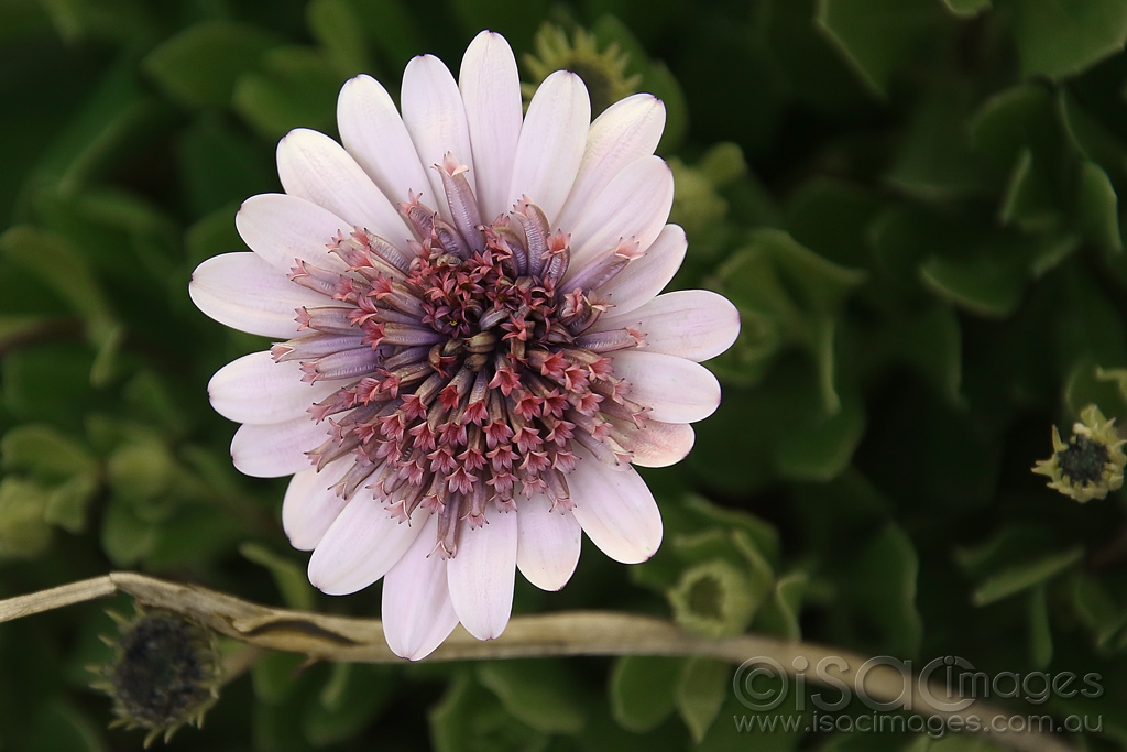Click image for larger version

Name:	7972-Pink_Daisy.jpg
Views:	46
Size:	378.4 KB
ID:	472573
