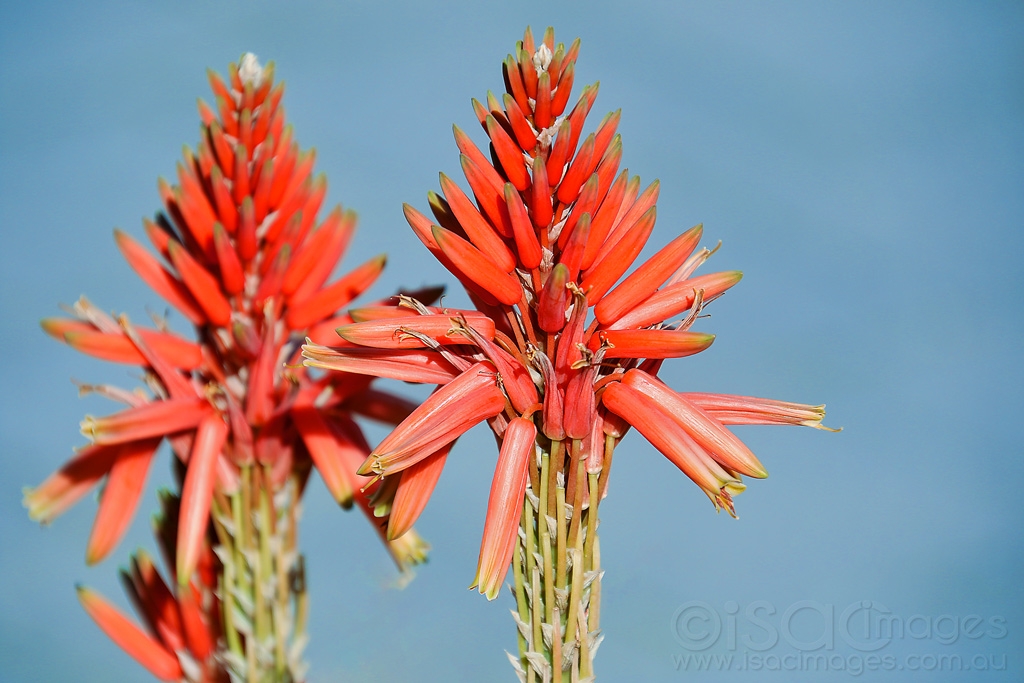Click image for larger version

Name:	7894-Red_Flowers.jpg
Views:	45
Size:	400.6 KB
ID:	472575