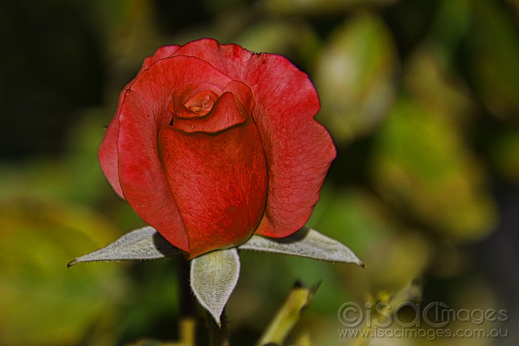 Click image for larger version

Name:	7901-Red_Rose.jpg
Views:	44
Size:	406.1 KB
ID:	472574