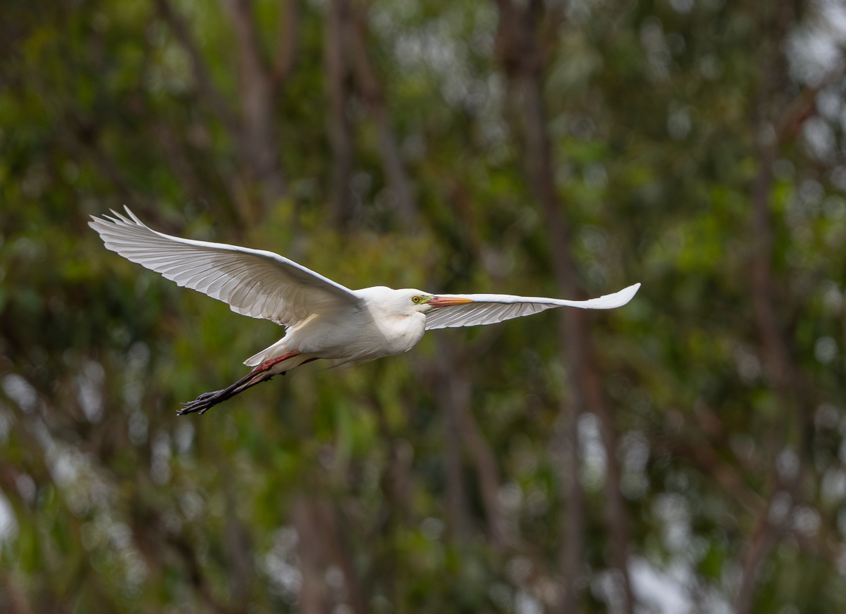 Click image for larger version

Name:	20241111_Eagleby_0010-Enhanced-NR.jpg
Views:	36
Size:	262.0 KB
ID:	510488