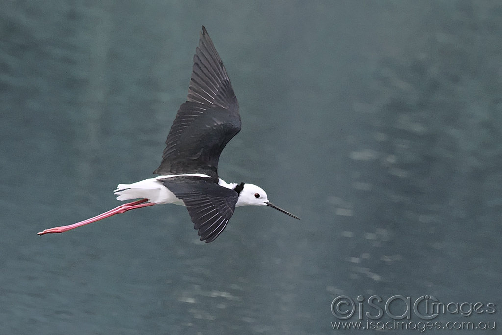Click image for larger version

Name:	0053-Black_Winged_Stilt.jpg
Views:	57
Size:	362.2 KB
ID:	470343